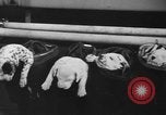 Image of nine mascot pups New York United States USA, 1940, second 33 stock footage video 65675056285
