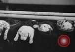 Image of nine mascot pups New York United States USA, 1940, second 34 stock footage video 65675056285