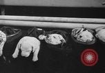 Image of nine mascot pups New York United States USA, 1940, second 35 stock footage video 65675056285