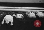 Image of nine mascot pups New York United States USA, 1940, second 36 stock footage video 65675056285