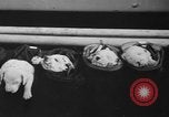 Image of nine mascot pups New York United States USA, 1940, second 37 stock footage video 65675056285