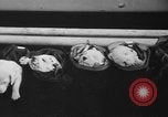Image of nine mascot pups New York United States USA, 1940, second 38 stock footage video 65675056285