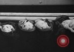 Image of nine mascot pups New York United States USA, 1940, second 40 stock footage video 65675056285