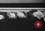 Image of nine mascot pups New York United States USA, 1940, second 41 stock footage video 65675056285