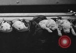 Image of nine mascot pups New York United States USA, 1940, second 43 stock footage video 65675056285