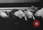 Image of nine mascot pups New York United States USA, 1940, second 45 stock footage video 65675056285