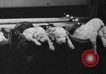 Image of nine mascot pups New York United States USA, 1940, second 46 stock footage video 65675056285