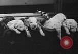 Image of nine mascot pups New York United States USA, 1940, second 47 stock footage video 65675056285