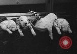 Image of nine mascot pups New York United States USA, 1940, second 48 stock footage video 65675056285