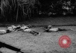 Immagine di Crisi del Congo Stanleyville Congo, 1964, secondo 61 filmato di repertorio 65675056311