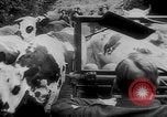 Standbild deutschen Rüstung getarnt mit Laub Frankreich, 1944, aus Sekunde 19 historischem Filmmaterial Videoclip 65675056340