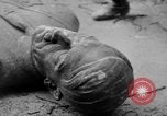 Image of Bronze bust of Adolf Hitler Cologne Germany, 1945, second 36 stock footage video 65675056411