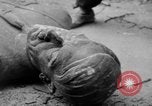 Image of Bronze bust of Adolf Hitler Cologne Germany, 1945, second 42 stock footage video 65675056411