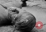 Image of Bronze bust of Adolf Hitler Cologne Germany, 1945, second 48 stock footage video 65675056411