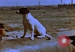 Image of B-26 bombers of 323rd Bomb Group France, 1945, second 5 stock footage video 65675056443