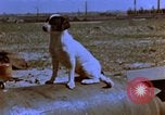 Image of B-26 bombers of 323rd Bomb Group France, 1945, second 6 stock footage video 65675056443
