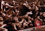Image au camp de concentration de Buchenwald Buchenwald Allemagne, 1945, de la seconde 31 séquences d'archives historiques vidéo 65675056448