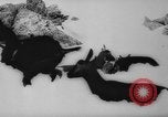 Image of animals cross Alps Mountains United States USA, 1962, second 8 stock footage video 65675056485