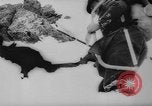 Image of animals cross Alps Mountains United States USA, 1962, second 10 stock footage video 65675056485
