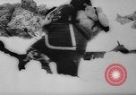 Image of animals cross Alps Mountains United States USA, 1962, second 11 stock footage video 65675056485