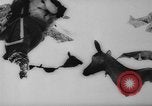 Image of animals cross Alps Mountains United States USA, 1962, second 12 stock footage video 65675056485