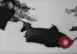 Image of animals cross Alps Mountains United States USA, 1962, second 13 stock footage video 65675056485
