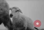 Image of animals cross Alps Mountains United States USA, 1962, second 14 stock footage video 65675056485