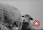 Image of animals cross Alps Mountains United States USA, 1962, second 15 stock footage video 65675056485