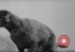 Image of animals cross Alps Mountains United States USA, 1962, second 16 stock footage video 65675056485