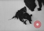 Image of animals cross Alps Mountains United States USA, 1962, second 24 stock footage video 65675056485