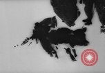 Image of animals cross Alps Mountains United States USA, 1962, second 25 stock footage video 65675056485