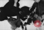 Image of animals cross Alps Mountains United States USA, 1962, second 27 stock footage video 65675056485