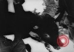 Image of animals cross Alps Mountains United States USA, 1962, second 28 stock footage video 65675056485