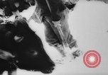 Image of animals cross Alps Mountains United States USA, 1962, second 29 stock footage video 65675056485