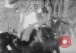 Image of animals cross Alps Mountains United States USA, 1962, second 35 stock footage video 65675056485