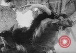 Image of animals cross Alps Mountains United States USA, 1962, second 36 stock footage video 65675056485