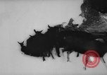 Image of animals cross Alps Mountains United States USA, 1962, second 37 stock footage video 65675056485