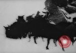 Image of animals cross Alps Mountains United States USA, 1962, second 38 stock footage video 65675056485