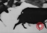 Image of animals cross Alps Mountains United States USA, 1962, second 39 stock footage video 65675056485