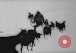 Image of animals cross Alps Mountains United States USA, 1962, second 41 stock footage video 65675056485