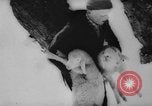 Image of animals cross Alps Mountains United States USA, 1962, second 43 stock footage video 65675056485
