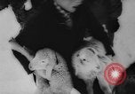 Image of animals cross Alps Mountains United States USA, 1962, second 45 stock footage video 65675056485