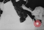 Image of animals cross Alps Mountains United States USA, 1962, second 46 stock footage video 65675056485
