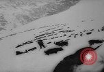 Image of animals cross Alps Mountains United States USA, 1962, second 53 stock footage video 65675056485