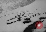 Image of animals cross Alps Mountains United States USA, 1962, second 54 stock footage video 65675056485