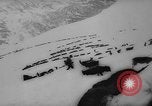 Image of animals cross Alps Mountains United States USA, 1962, second 55 stock footage video 65675056485