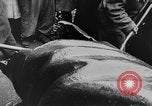 Image révolte hongroise Budapest Hongrie, 1956, de la seconde 39 séquences d'archives historiques vidéo 65675056557