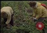 Image of Crises in Poland Poland, 1981, second 29 stock footage video 65675056614