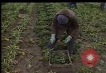 Image of Crises in Poland Poland, 1981, second 31 stock footage video 65675056614