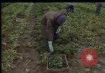 Image of Crises in Poland Poland, 1981, second 32 stock footage video 65675056614
